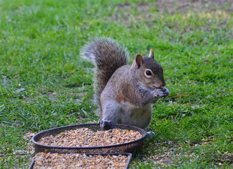 Squirrel Feeding Free Photo Download Freeimages