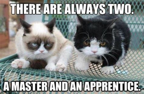 Tardar Sauce And Her Brother Pokey Funny Grumpy Cat Memes Grumpy