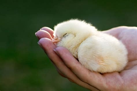 Are Baby Chickens Smarter Than Your Toddler Study Says Newborn Chicks