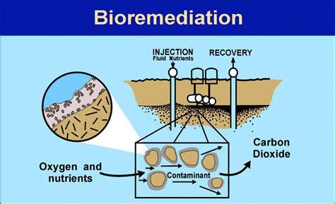 Advantage And Disadvantages Of Bioremediation World Agriculture