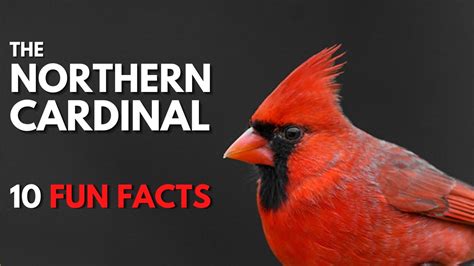 The Northern Cardinal 10 Facts About Them Youtube