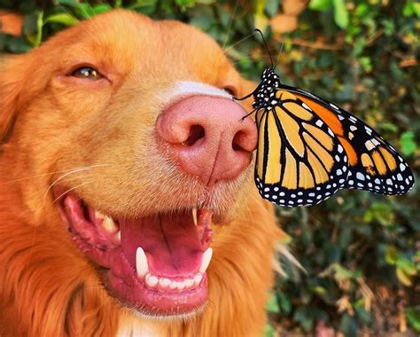 Dog Allows Butterflies To Sit On His Nose And Its Adorable Our Funny