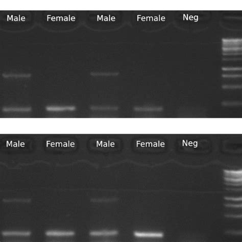 Pcr Assay For Sex Typing Gerbils Dna Extracted From Liver For Both