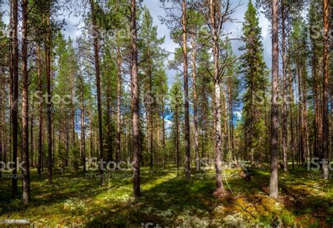 A Beautiful Coniferous Forest Stands In Slender Rows Of Tall Trees
