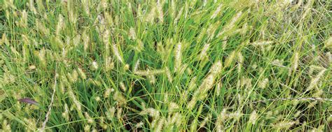 Controlling Yellow Bristle Grass Pgg Wrightson
