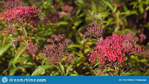 These are species the clusters of which are formed at the ends of young shoots and the old last year's shoots gradually dry up. Blooming Japanese Spiraea In The Summer Garden Stock Image ...