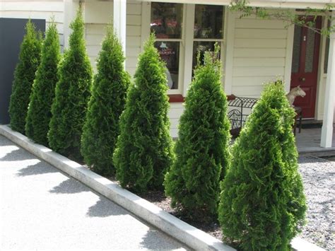 Where Space Is Limited And Height Is Desired Thuja Pyramidalis Is The
