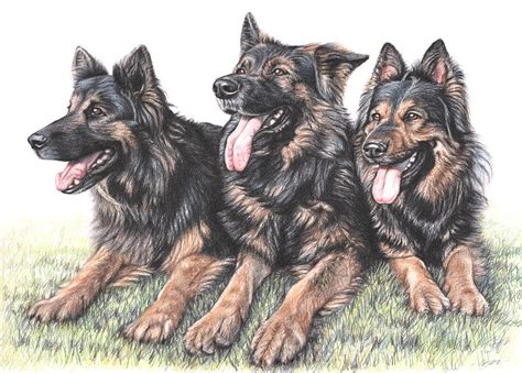 Longhaired German Shepherds Drawing By Nicole Zeug Fine Art America