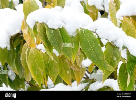 Winter Chimonanthus Praecox Snow Japanese Allspice Wintersweet