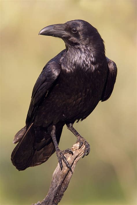 Common Raven Corvus Corax 500px Raven Photography Raven Art