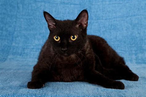 Black Breeds Of Cat 17 Breeds With Jet Black Coats Cat World