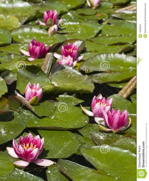Red Water Lily Stock Photo Image Of Exotic Flower Colorful 14930654