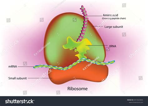 Protein Translation Process Ribosome Microbiology Anatomy Stock Vector
