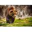 Big Bear In Nature Wallpaper  Animals Better