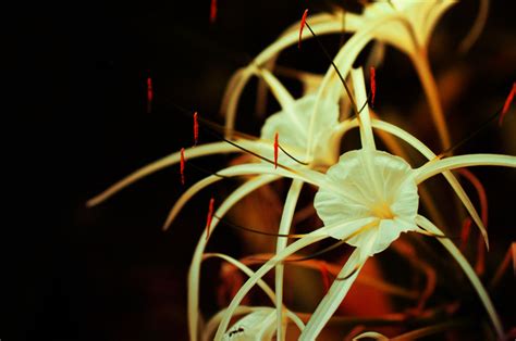 Spider Lilies By Chewygummies On Deviantart