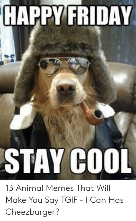 Happy Friday Stay Cool 13 Animal Memes That Will Make You Say T I