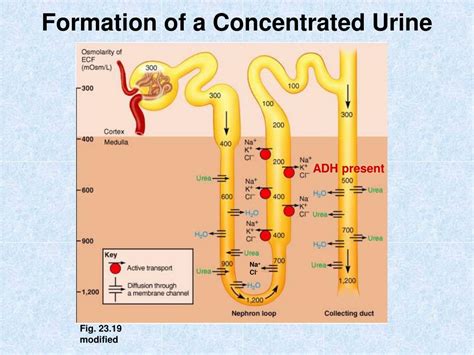 Ppt Formation Of A Concentrated Urine Powerpoint Presentation Id695651