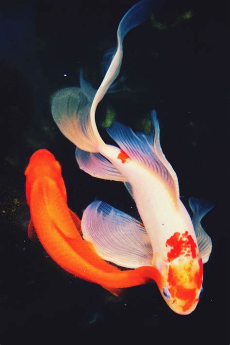 Dream On — Mstrkrftzgoldfishes By Makiko11 Koi Painting Koi Fish