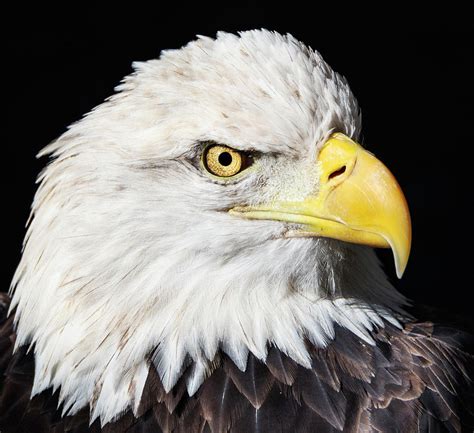 Bald Eagle Portrait Photograph By John Radosevich