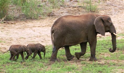 Rare Delivery Of Twin Baby Elephants And Cute Pics Elephant Journal