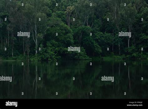 Green Forest Reflection In Lake Water Stock Photo Alamy