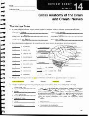 Gross Anatomy Of The Brain And Cranial Nerves Review Sheet Exercise