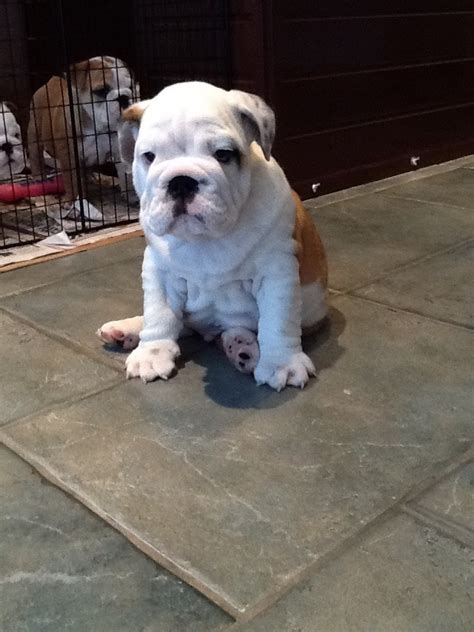 Bulldog Pups For Sale British Bulldog Puppies For Sale Pedigreedogs Ie