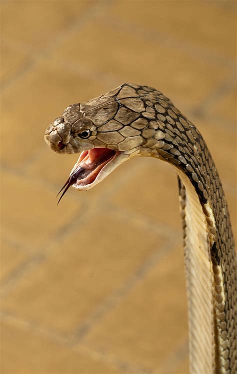 Get King Cobra Venom Snake Animal Images