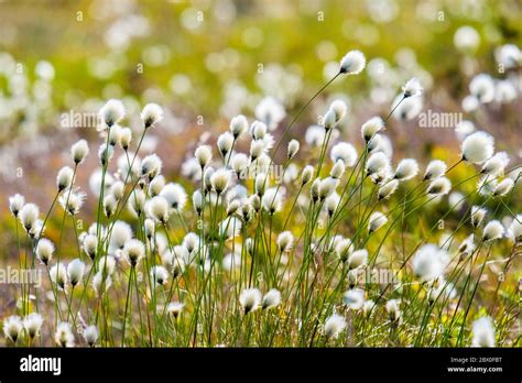 Eriophorum Angustifolium Commonly Known As Common Cottongrass Cotton
