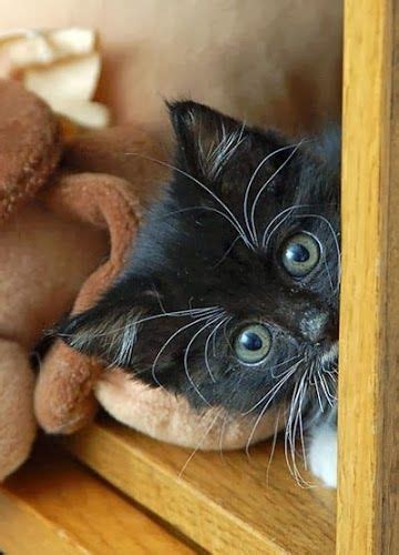 Black Kitty Peeking Around Corner Black Cats Are Cool