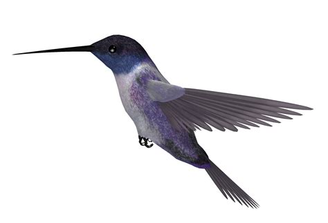 Hummingbird Png Picture Png All Png All
