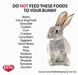 Keep your loved pet rabbit safe. Read this list of foods to never feed ...