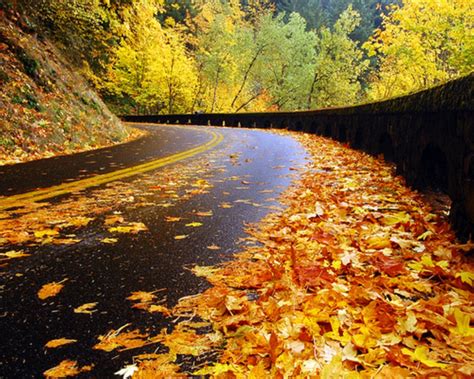 Cool Funny Pictures Wonderful Autumn Road Wallpapers