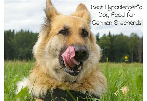 Best Hypoallergenic Dog Food For German Shepherds Dogvills