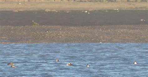 Heysham Bird Observatory Gcg Conundrum