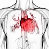 Kardiologie - Dr. med. Martin Muser