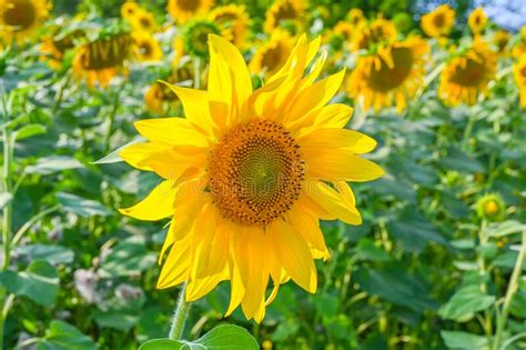 Beautiful Sunflower In Sunflowers Field On Summer With Blue Sky At