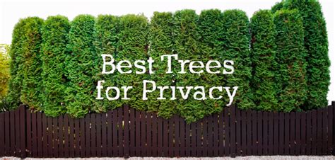 Learn Which Trees Work Best For Your Backyard And Privacy Needs