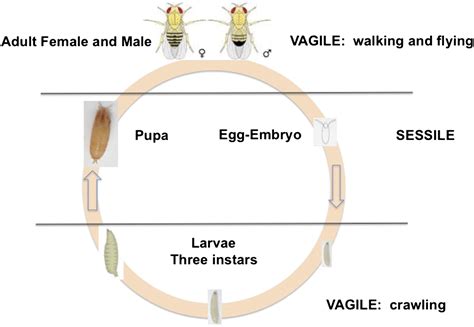 the secret lives of drosophila flies elife
