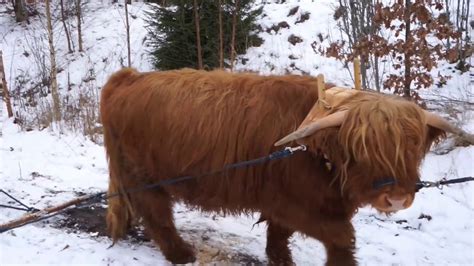 In sum, ox is an acronym or abbreviation word that is defined in simple language. Ox logging using a single yoke Highland cattle 2017 02 15 ...