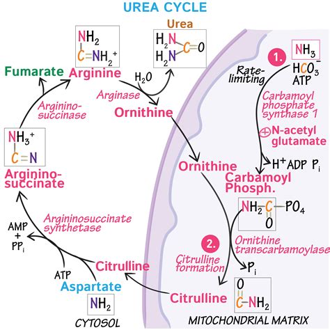 Biochemistry Glossary Urea Cycle Ditki Medical And Biological Sciences
