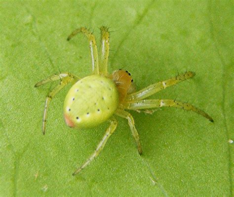 Cucumber Green Orb Spider Naturespot