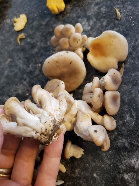 Hi Looking To Identify These Mushrooms Cleveland Ohio May 30 R