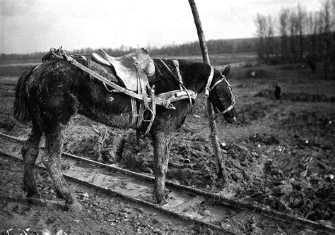 Amazing colourised photographs show a new perspective on ww1. WWI in Photos: Animals That Went to War | History Daily