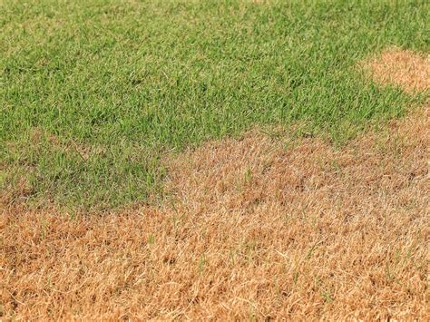 How Do I Get Rid Of Brown Patches In My Lawn Legacy Turf Care