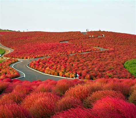 Flower Paradise Hitachi Seaside Park Japan Park Flowers Hd Wallpaper