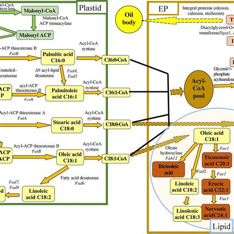 A Flowchart Of Fatty Acid Synthesis In Plants Exposed To Metabolic