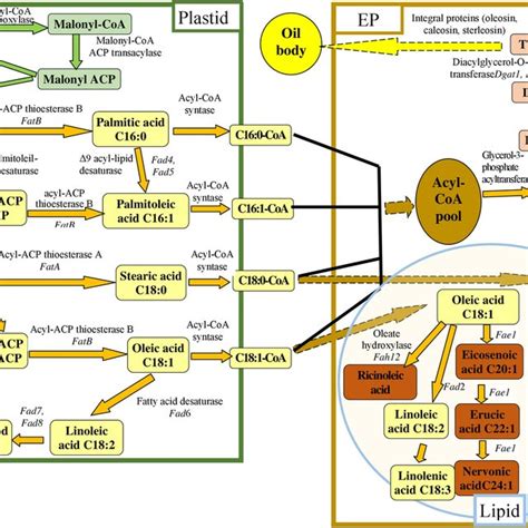 Fatty Acid Biosynthesis In Plants Metabolic Pathways Structure And My Xxx Hot Girl