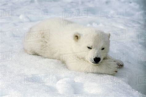 Female Polar Bear Cub At Alaska Zoo Anchorage Sc Akncaptive Stock