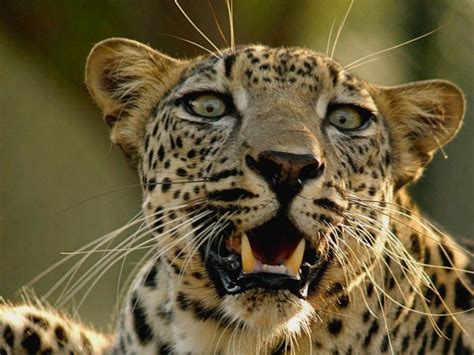 Arabian Leopard Panthera Pardus Nimr Focusing On Wildlife